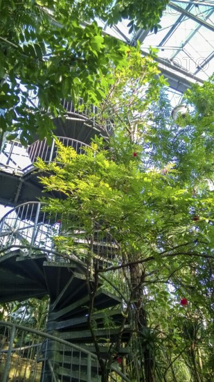 Osnabrück Botanical Garden Rainforest House, Westerberg, Osnabrück, Lower Saxony, Germany