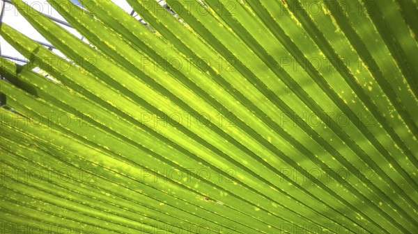 Palm leaf in the greenhouse of the Osnabrück Botanical Garden (BOGOS), Westerberg, Osnabrück, Lower Saxony, Germany