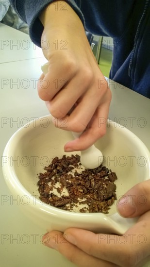 Westerberg, Osnabrück, Lower Saxony, Germany, Two hands crush cocoa beans in a white mortar with a pestle, campaign From cocoa to chocolate in the green classroom of the BOGOS Botanical Garden Osnabrück