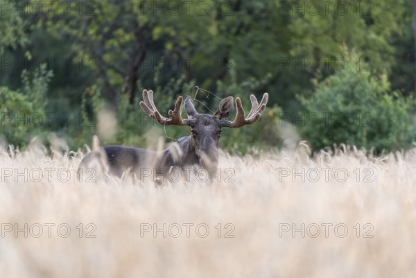 A bull moose (Alces alces) standing in a wheat field, surrounded by green trees in a quiet evening mood, Ekenäs, Värmlands Näs, Värmlands län, Sweden