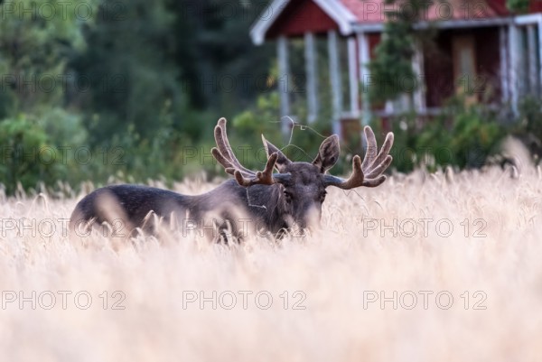 A bull moose (Alces alces) lies in a high wheat field, while a red Swedish house can be seen in the background, Ekenäs, Värmlands Näs, Värmlands län, Sweden