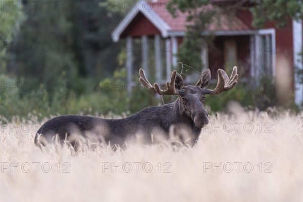 A large bull moose (Alces alces) stands in a wide wheat field with a small red house in the background, Ekenäs, Värmlands Näs, Värmlands län, Sweden