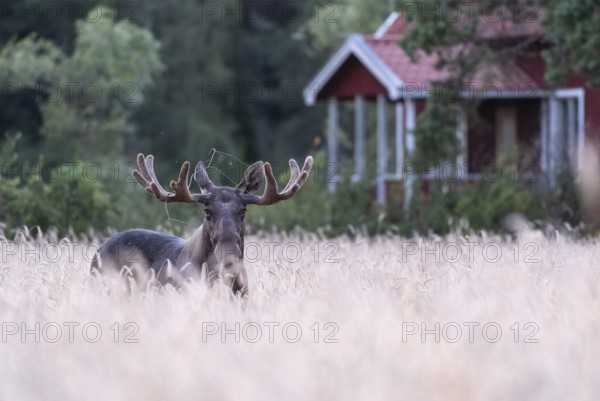 A bull elk moose (Alces alces) stands in a golden wheat field in front of a small red house Swedish house surrounded by quiet forest, Ekenäs, Värmlands Näs, Värmlands län, Sweden