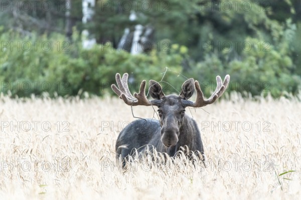 A bull elk moose (Alces alces) with large antlers looks through a field of yellow wheat into a green forest, Ekenäs, Värmlands Näs, Värmlands län, Sweden