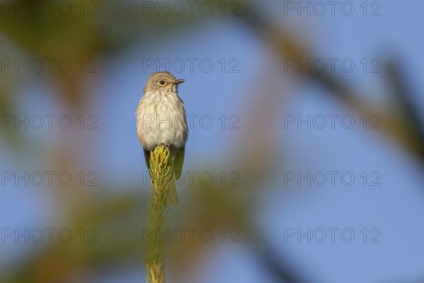 A grey flycatcher (Muscicapa striata) on its perch from which it watches and hunts insects flying by, perch, Denmark