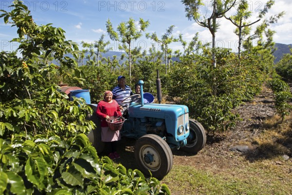 Guatemalan coffee pickers on a coffee plantation in the highlands near Antigua, Sacatepéquez Department, Guatemala