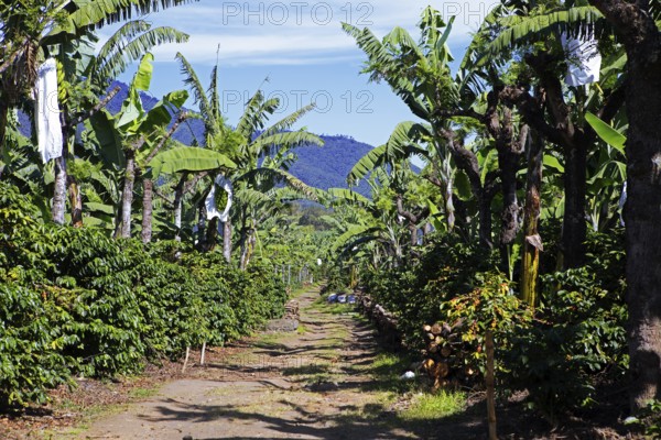 Banana trees on a coffee plantation in the highlands near Antigua, Sacatepéquez Department, Guatemala