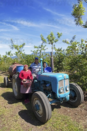 Guatemalan coffee pickers on a coffee plantation in the highlands near Antigua, Sacatepéquez Department, Guatemala