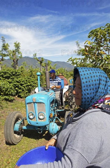Coffee pickers on a coffee plantation in the highlands near Antigua, Sacatepéquez Department, Guatemala