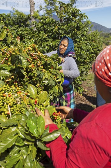 Guatemalan coffee pickers on a coffee plantation in the highlands near Antigua, Sacatepéquez Department, Guatemala
