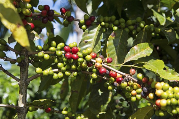 Coffee berries or coffee cherries on the bush on a coffee plantation in the highlands near Antigua, Sacatepéquez Department, Guatemala