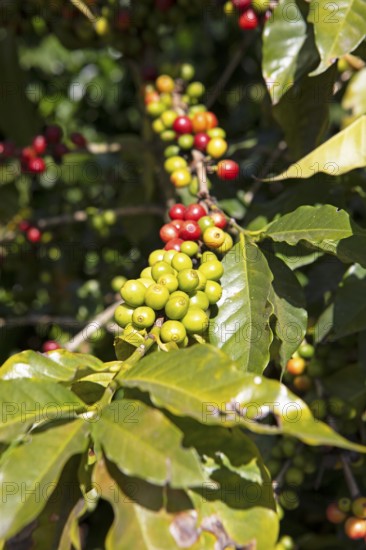Coffee berries or coffee cherries on the bush on a coffee plantation in the highlands near Antigua, Sacatepéquez Department, Guatemala