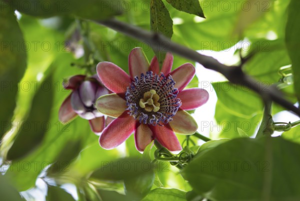 Blossom of the passion flower (Paasiflora), old town, Antigua, highlands, Departamento Sacatepéquez, Guatemala