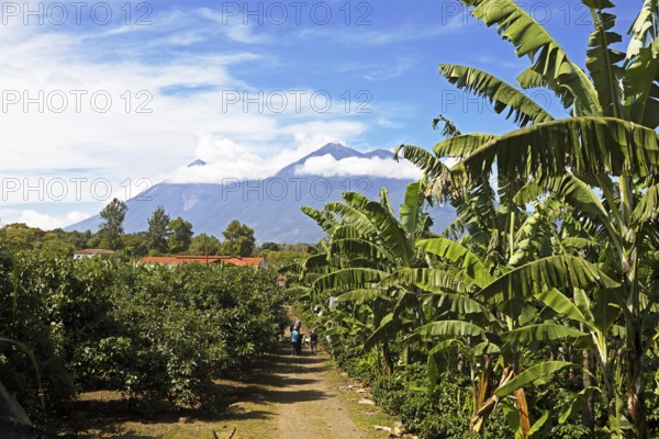 Coffee plantation in the highlands near Antigua, at the back of the Fuego volcano, Sacatepéquez Department, Guatemala