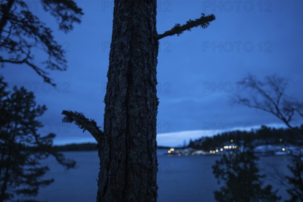 Dark tree trunk silhouette in cool evening, sea, settlement lights in the background, Korpoström, Korpo or Korppo, southwestern archipelago, Finland