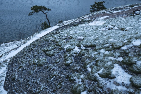 View of sea and pine trees standing on snow-covered rocks, Korpoström, Korpo or Korppo, southwestern archipelago, Finland
