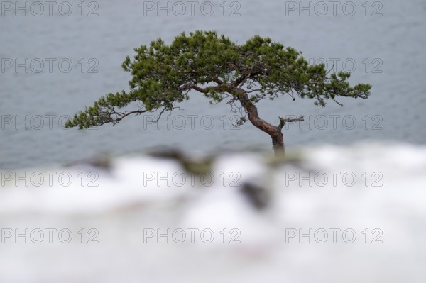 Single tree, pine tree, against a calm sea background, minimalistic winter scene, Korpoström, Korpo or Korppo, southwestern archipelago, Finland