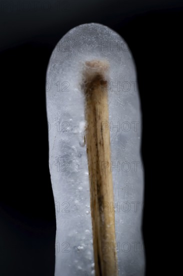 Reed stalks wrapped in transparent ice, Korpoström, Korpo or Korppo, southwestern archipelago, Finland