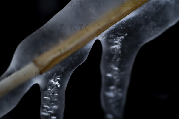 Reed stalks surrounded by ice and icicles against a dark background, Korpoström, Korpo or Korppo, southwestern archipelago, Finland