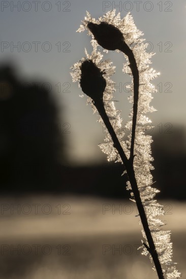 Close-up of frost-coated plant with ice crystals in sunlight on a clear winter morning, Korpoström, Korpo or Korppo, southwestern archipelago, Finland