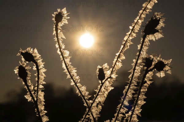 Frost-coated plants with ice crystals glow at sunrise, Korpoström, Korpo or Korppo, southwestern archipelago, Finland