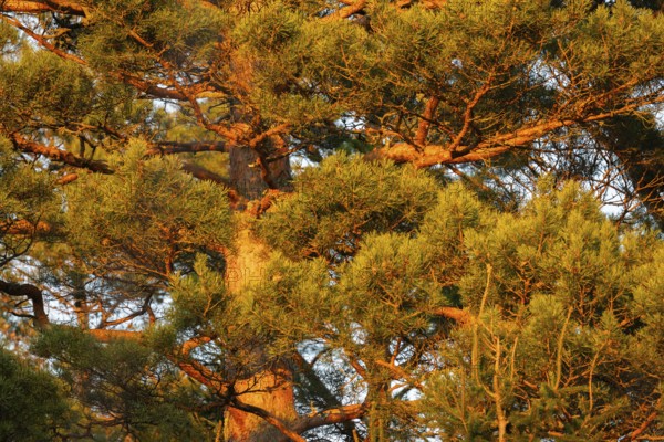 Crown of a pine tree in warm evening light, Korpoström, Korpo or Korppo, southwestern archipelago, Finland
