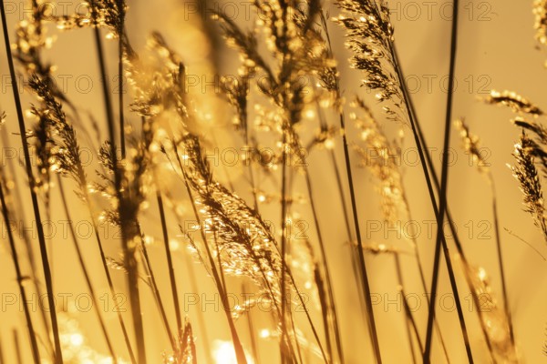 Grasses in backlight at sunset, evening, Korpoström, Korpo or Korppo, southwestern archipelago, Finland