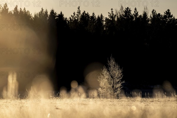 A single tree covered with ice crystals in a field at the edge of the forest in the golden light of the morning sun, winter, Korpoström, Korpo or Korppo, southwestern archipelago, Finland