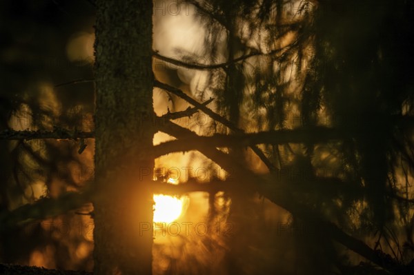 A mystical forest with sunlight shining through the trees, Korpoström, Korpo or Korppo, southwestern archipelago, Finland