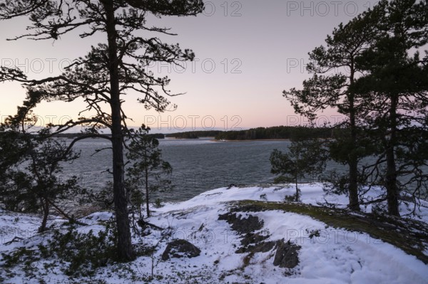 Wintery, snowy coastal landscape with pine trees at dusk with a view of the sea, Korpoström, Korpo or Korppo, southwestern archipelago, Finland