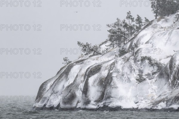 Snowy, windswept coast with pine trees against a grey-white sky, Korpoström, Korpo or Korppo, southwestern archipelago, Finland