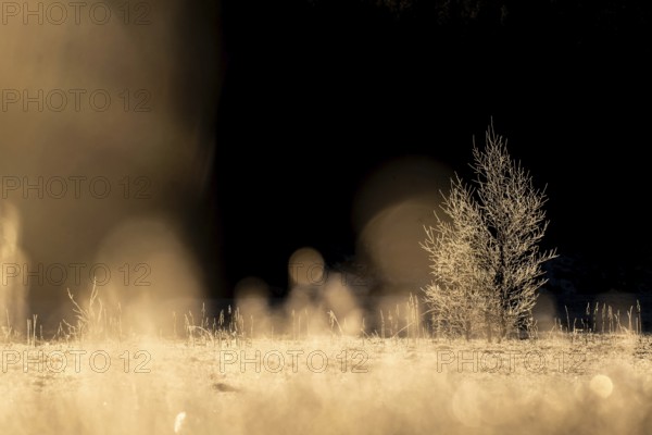 A single tree covered with ice crystals in an open field in the golden light of morning sun, winter, Korpoström, Korpo or Korppo, southwestern archipelago, Finland