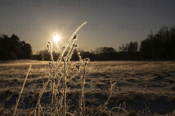 Frost-coated plants in the light of morning sun in a field, Korpoström, Korpo or Korppo, southwestern archipelago, Finland