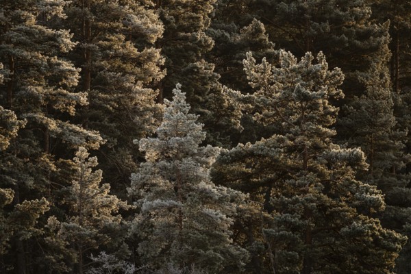 Winter forest with frost-covered trees in sunlight, Korpoström, Korpo or Korppo, southwestern archipelago, Finland