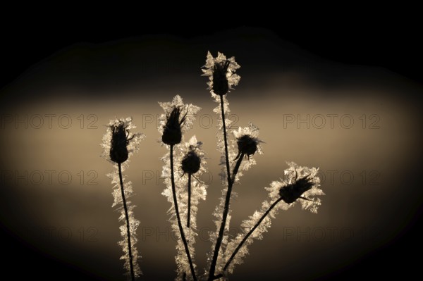 Buds of a plant coated with ice crystals against a dark background, Korpostrom, Korpo or Korppo, southwestern archipelago, Finland