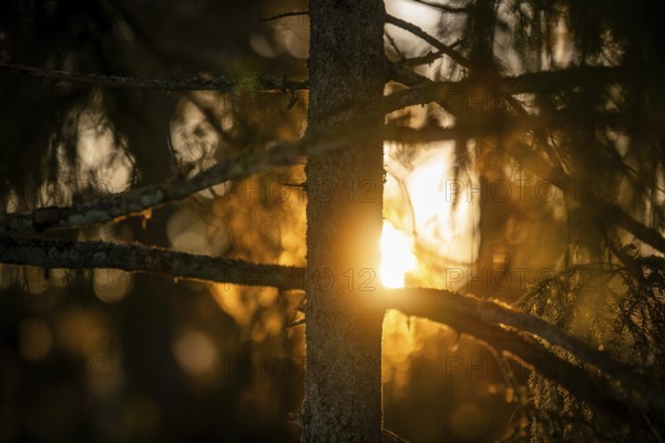 Rays of the rising winter sun penetrate the thick branches of a conifer tree, create a warm atmosphere, Korpoström, Korpo or Korppo, southwestern archipelago, Finland