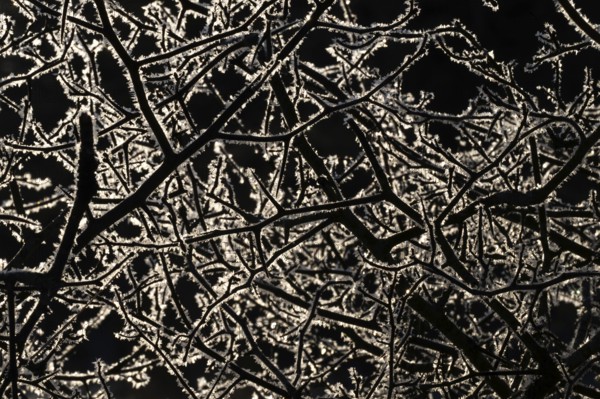Branched branches covered with ice crystals against a dark background, Korpoström, Korpo or Korppo, southwestern archipelago, Finland