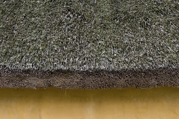 Thatched roof, reconstructed courtyard with nine houses built by a large farmer from the Viking Age, Fyrkat Viking Farm, Hobro, Denmark