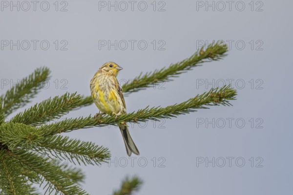 The exact species identification of fledged young birds is difficult, but for experienced ornithologists this yellowhammer (Emberiza citrinella) is easy to identify, Germany