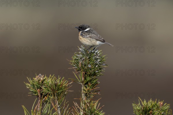 The bird droppings clearly show that the small pine tree is frequently used by the stonechat (Saxicola rubicola) and certainly by other bird species as well, singing station, breeding area, Denmark