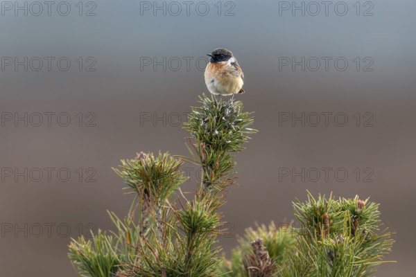 The stonechat (Saxicola rubicola) is a bird of open habitats and uses perches, among other things, as a base for hunting insects, as a singing place, breeding area, Denmark