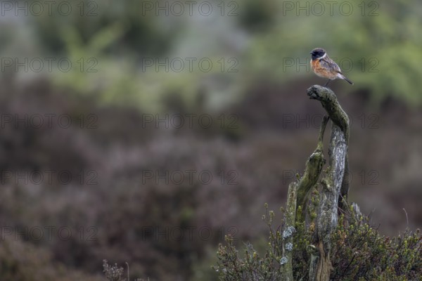 Typical of stonechats (Saxicola rubicola), this male also uses a perch as a vantage point for hunting flying insects and as a singing perch, breeding area, Denmark