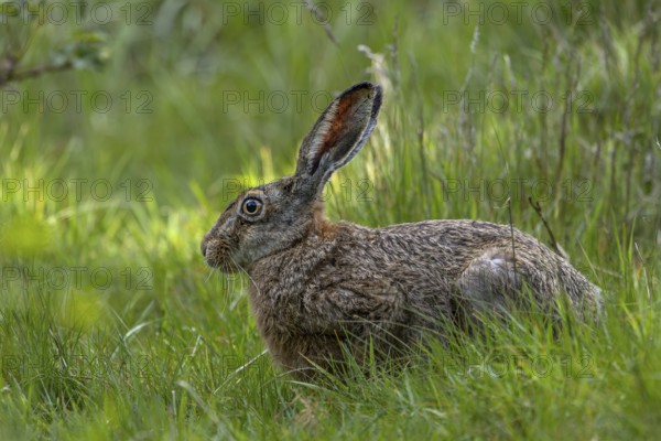A brown hare (Lepus europaeus) enjoys the fresh greenery in a clearing in the forest, foraging, Denmark