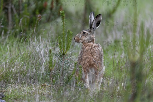 Photographing brown hares (Lepus europaeus) in the forest is a difficult endeavour, sometimes chance helps, foraging, Denmark