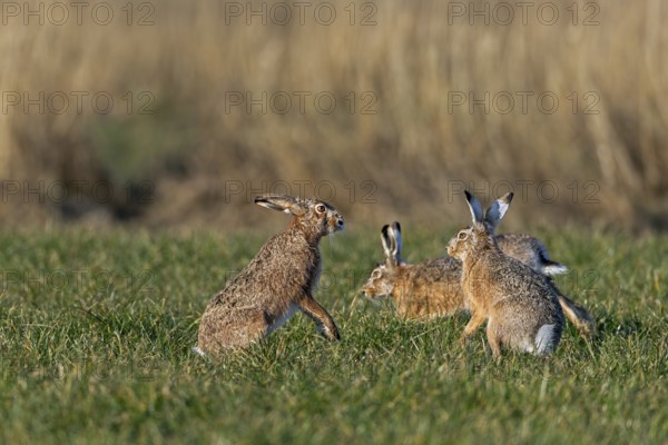 After the chase, a male approaches the female fieldfare (Lepus europaeus), which stands on its hind legs and fends off the approach attempt, mating season, morning light, gathering season, spring, Germany