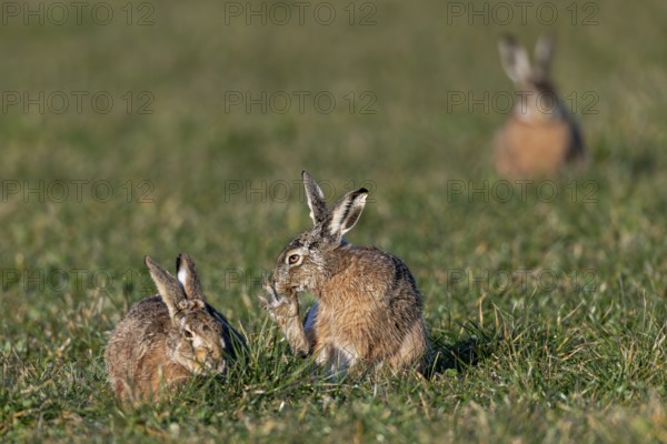 The wild activity of the brown hare (Lepus europaeus) during the rutting season is repeatedly interrupted by feeding and grooming phases, mating season, morning light, rutting season, spring, Germany