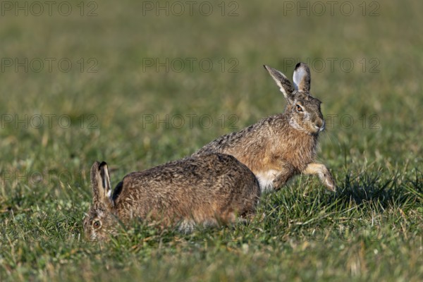 The resting phase of the fieldfare (Lepus europaeus) is ended by the male by another approach, mating season, morning light, gathering season, spring, Germany