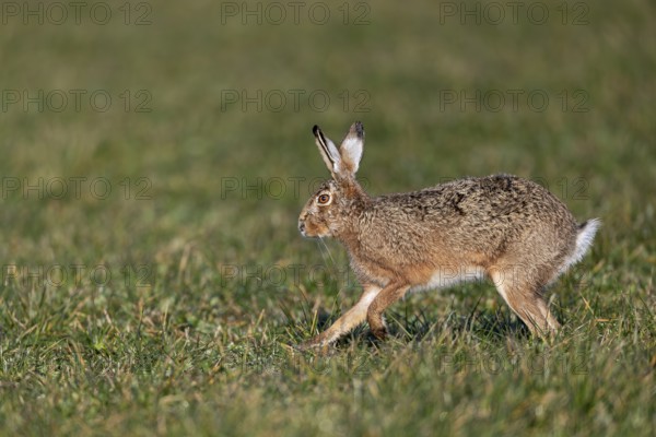A hare (Lepus europaeus) hops relaxed across a meadow, mating season, morning light, gathering time, spring, Germany