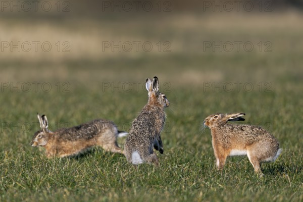 After a chase, a male approaches the female fieldfare (Lepus europaeus), which stands on its hind legs and fends off the approach, mating season, morning light, gathering season, spring, Germany