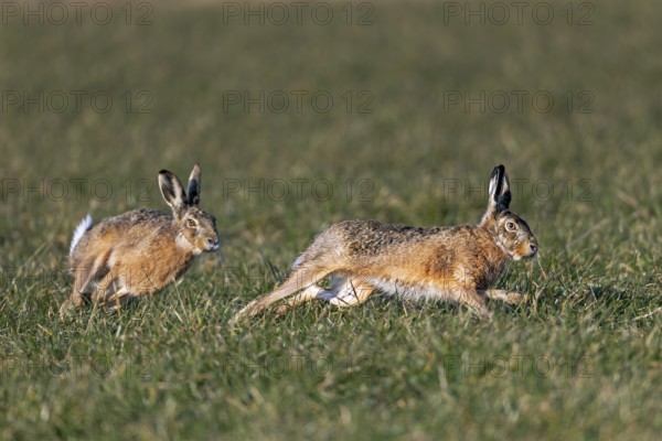 Wild hares (Lepus europaeus) chasing each other in a meadow, mating season, morning light, gathering time, spring, Germany